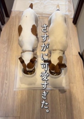 ご飯を食べる犬