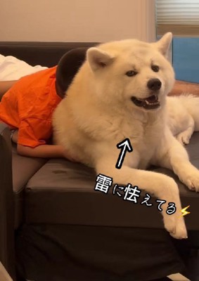 雷に怯える凛太郎くん