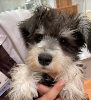 抱かれている子犬