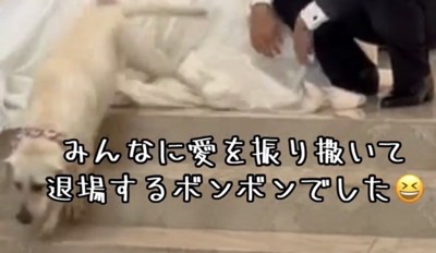 階段を下りて退場する犬