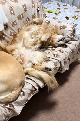 ソファーで眠る大型犬