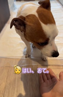 下を向く犬2