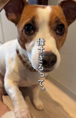 お手をする犬3