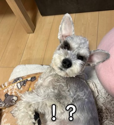 見上げる小型犬