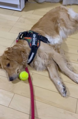 床に寝そべる大型犬