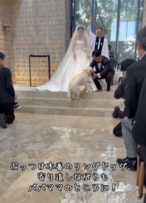 祭壇の階段を上る犬