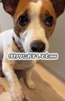 お手をする犬2