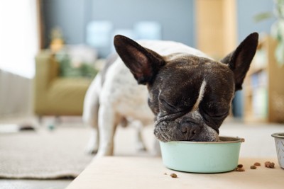 ご飯を食べている犬
