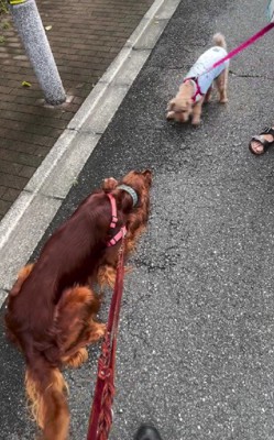 お散歩に行くと…