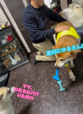 パパさん帰宅時のワンコたち8