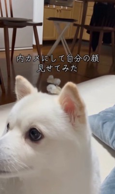 ベラちゃんが自分の姿を見た時の反応4