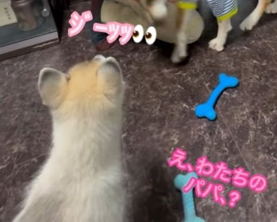 パパさん帰宅時のワンコたち9