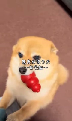 あずきちゃんの態度の違い3