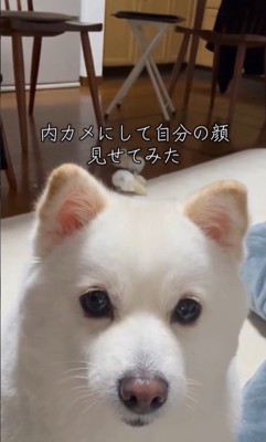 ベラちゃんが自分の姿を見た時の反応