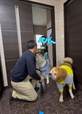 パパさん帰宅時のワンコたち