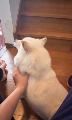 甘えん坊なベラちゃん4