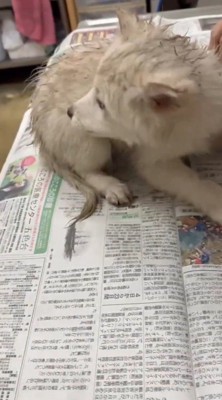 後ろを振り替える泥まみれの子犬