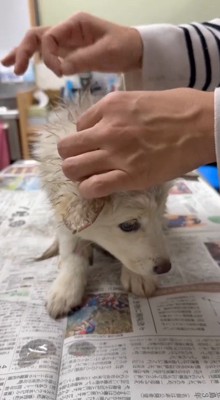 体を触られる泥まみれの子犬