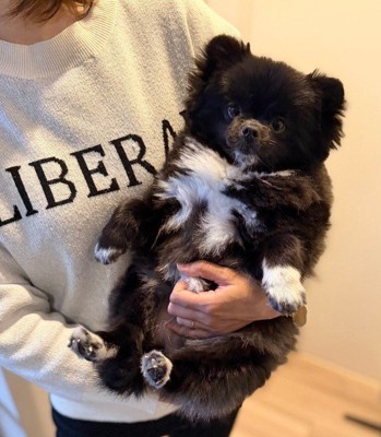 胸辺りだけ白毛です