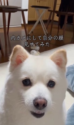ベラちゃんが自分の姿を見た時の反応2