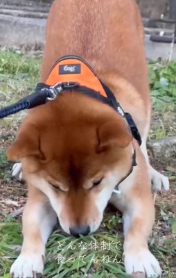 草を食べるテツくん2