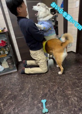 パパさん帰宅時のワンコたち5