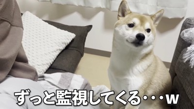 監視してくるきなこちゃん