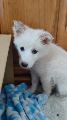 カメラを見つめる白い子犬