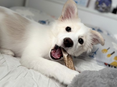 横になっておもちゃを噛む犬