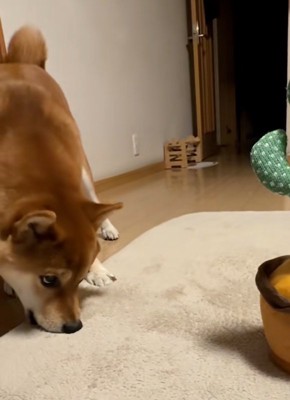 カーペットを齧るテツくん