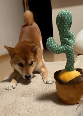 サボテンを見るテツくん