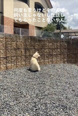 親戚のおじさんを見送るおもちちゃん