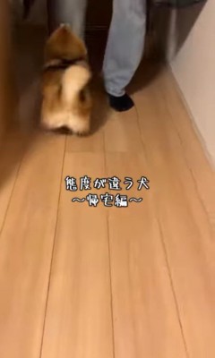 あずきちゃんの態度の違い
