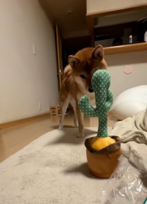サボテンを見つめるテツくん