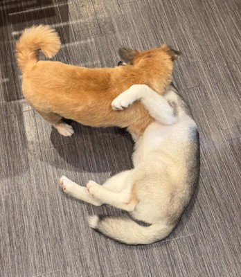 毎日賑やかに暮らしています