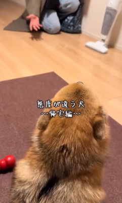 あずきちゃんの態度の違い9