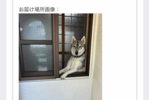 愛犬がこちらを見ている！！