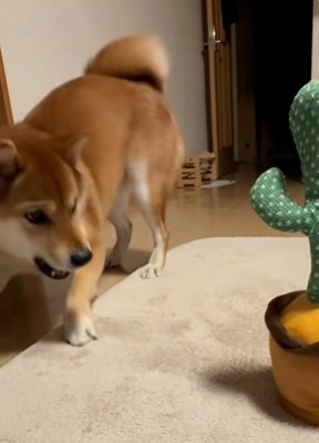 何度も怒るテツくん