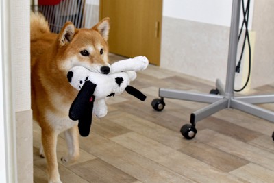 ぬいぐるみを咥えて歩く犬