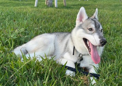 とってもやんちゃなぎんちゃん