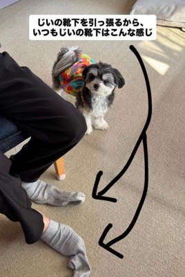 ニウちゃんとおじいちゃん6