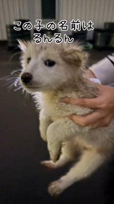 抱き上げられる泥まみれになった子犬