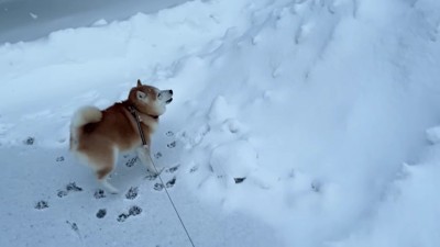 身を縮めて大喜び♪