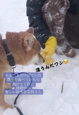 草を探していたら…