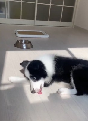 影を舐めようとするワンコ