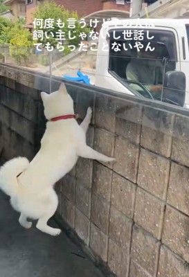 親戚のおじさんを見送るおもちちゃん8