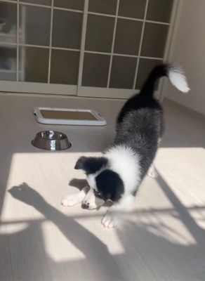 影に反応するワンコ