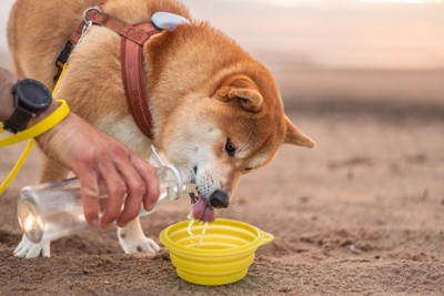 散歩中、水分補給
