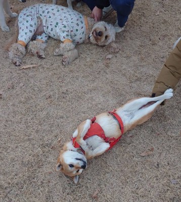 『繰り返します、ドッグランです』→ツッコミどころが多すぎる『犬の過ごし方』がXで話題「ビキニ着てるんかとｗｗ」「予想外な脚の長さ」と爆笑