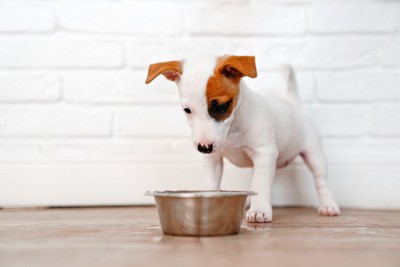 ステンレス食器、子犬
